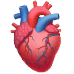 Anatomical Heart