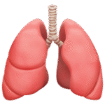 Lungs